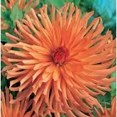 Bulbi dalia cactus Ludwig Helfert, 1 bulb