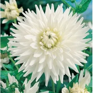 Bulbi dalia cactus My Love, 1 bulb