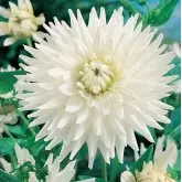 Bulbi dalia cactus My Love, 1 bulb