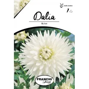 Bulbi dalia cactus My Love, 1 bulb