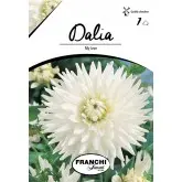 Bulbi dalia cactus My Love, 1 bulb