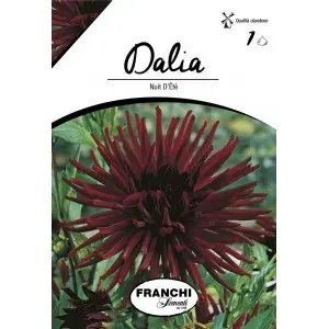 Bulbi dalia cactus Nuit d'Ete, 1 bulb