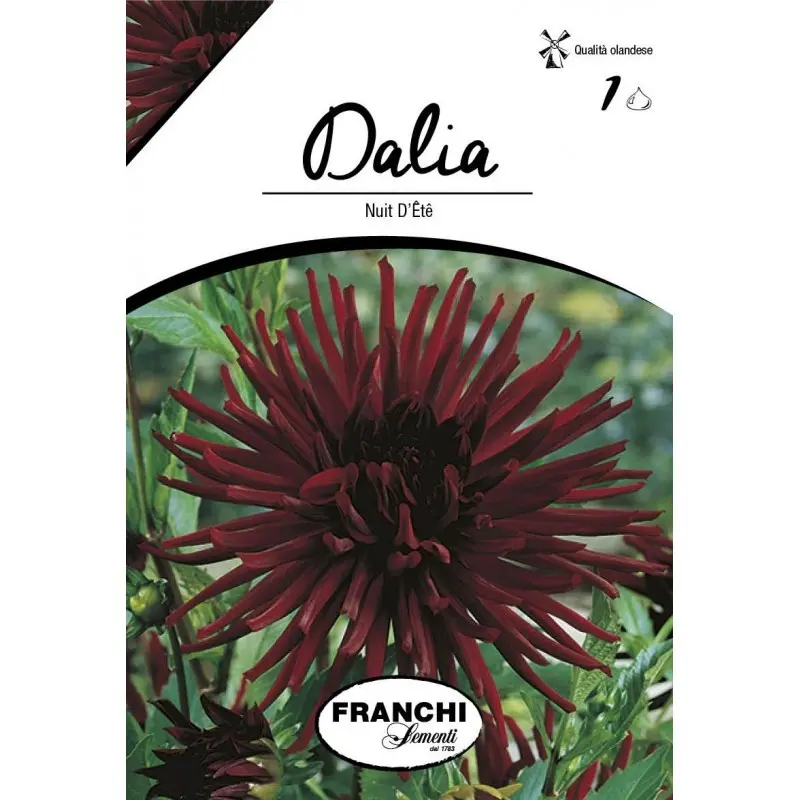 Bulbi dalia cactus Nuit d'Ete, 1 bulb