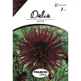 Bulbi dalia cactus Nuit d'Ete, 1 bulb