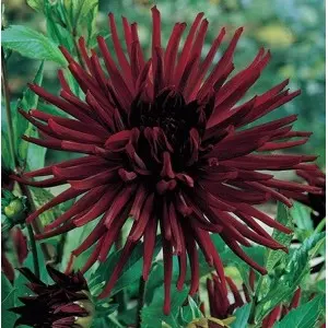 Bulbi dalia cactus Nuit d'Ete, 1 bulb