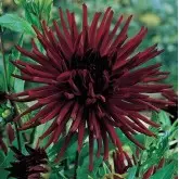 Bulbi dalia cactus Nuit d'Ete, 1 bulb