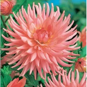 Bulbi dalia cactus Preference, 1 bulb