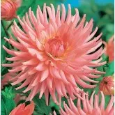 Bulbi dalia cactus Preference, 1 bulb