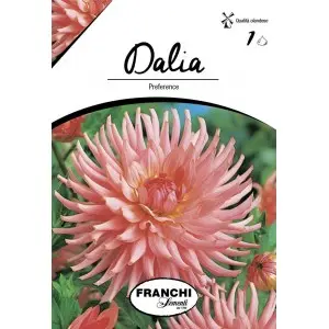 Bulbi dalia cactus Preference, 1 bulb