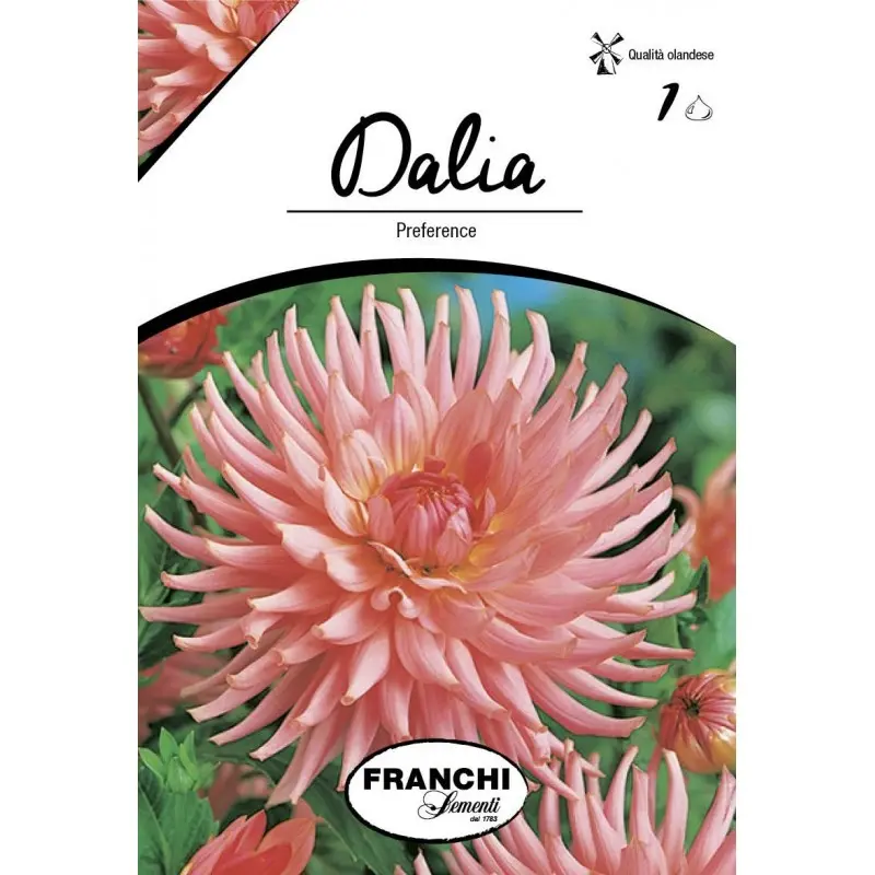 Bulbi dalia cactus Preference, 1 bulb