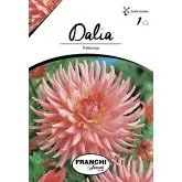 Bulbi dalia cactus Preference, 1 bulb