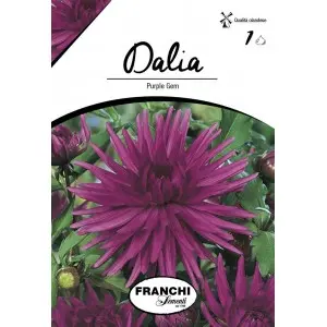 Bulbi dalia cactus Purple Gem, 1 bulb