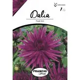 Bulbi dalia cactus Purple Gem, 1 bulb