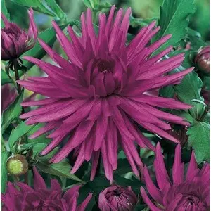 Bulbi dalia cactus Purple Gem, 1 bulb