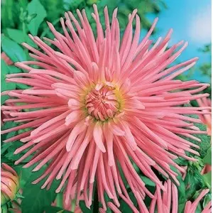 Bulbi dalia cactus Star's Favourite, 1 bulb