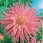 Bulbi dalia cactus Star's Favourite, 1 bulb