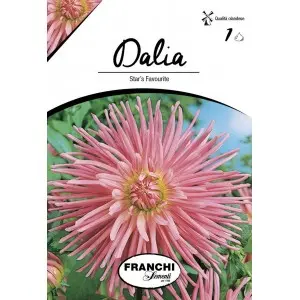 Bulbi dalia cactus Star's Favourite, 1 bulb