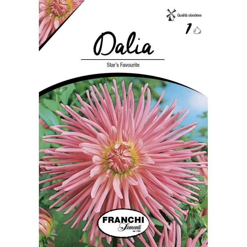 Bulbi dalia cactus Star's Favourite, 1 bulb