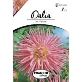 Bulbi dalia cactus Star's Favourite, 1 bulb