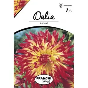 Bulbi dalia cactus Vuurvogel, 1 bulb