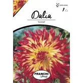 Bulbi dalia cactus Vuurvogel, 1 bulb