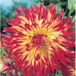 Bulbi dalia cactus Vuurvogel, 1 bulb