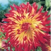 Bulbi dalia cactus Vuurvogel, 1 bulb