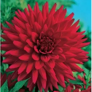 Bulbi dalia cactus Wittermans Best, 1 bulb