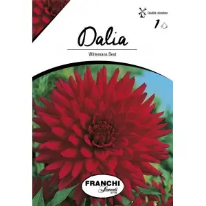 Bulbi dalia cactus Wittermans Best, 1 bulb