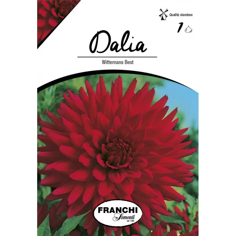 Bulbi dalia cactus Wittermans Best, 1 bulb
