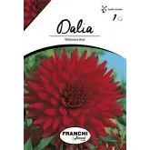 Bulbi dalia cactus Wittermans Best, 1 bulb