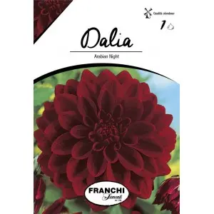 Bulbi dalia decorativa Arabian Night, 1 bulb
