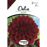 Bulbi dalia decorativa Arabian Night, 1 bulb