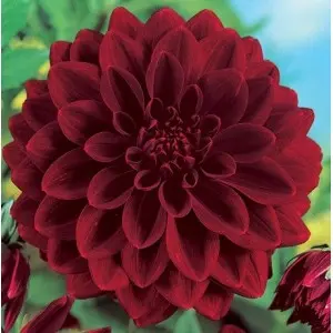Bulbi dalia decorativa Arabian Night, 1 bulb