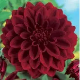 Bulbi dalia decorativa Arabian Night, 1 bulb