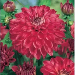Bulbi dalia decorativa Bacardi, 1 bulb