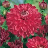 Bulbi dalia decorativa Bacardi, 1 bulb
