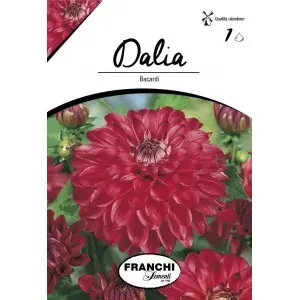 Bulbi dalia decorativa Bacardi, 1 bulb