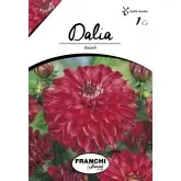 Bulbi dalia decorativa Bacardi, 1 bulb