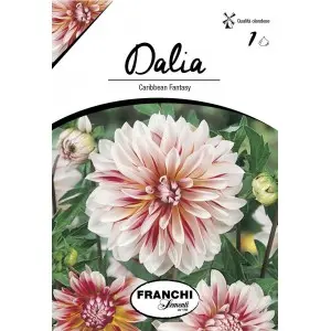 Bulbi dalia decorativa Caribbean Fantasy, 1 bulb