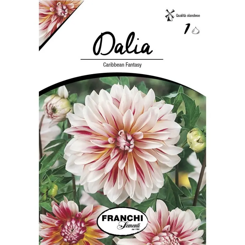 Bulbi dalia decorativa Caribbean Fantasy, 1 bulb
