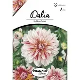Bulbi dalia decorativa Caribbean Fantasy, 1 bulb