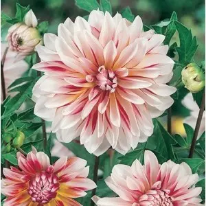 Bulbi dalia decorativa Caribbean Fantasy, 1 bulb