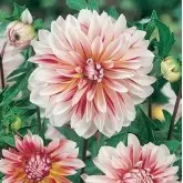 Bulbi dalia decorativa Caribbean Fantasy, 1 bulb