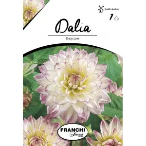 Bulbi dalia decorativa Crazy Love, 1 bulb