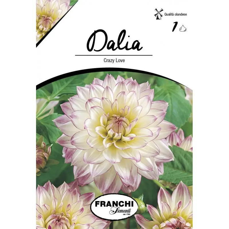 Bulbi dalia decorativa Crazy Love, 1 bulb