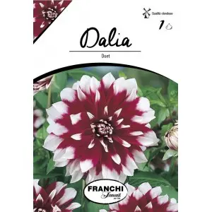 Bulbi dalia decorativa Duet, 1 bulb