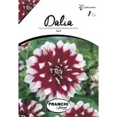 Bulbi dalia decorativa Duet, 1 bulb
