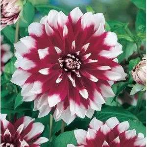 Bulbi dalia decorativa Duet, 1 bulb
