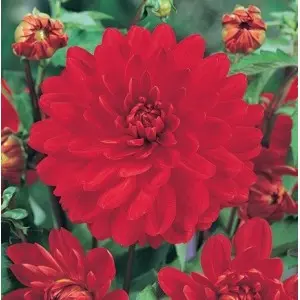 Bulbi dalia decorativa Garden Wonder, 1 bulb